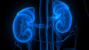 kidneys